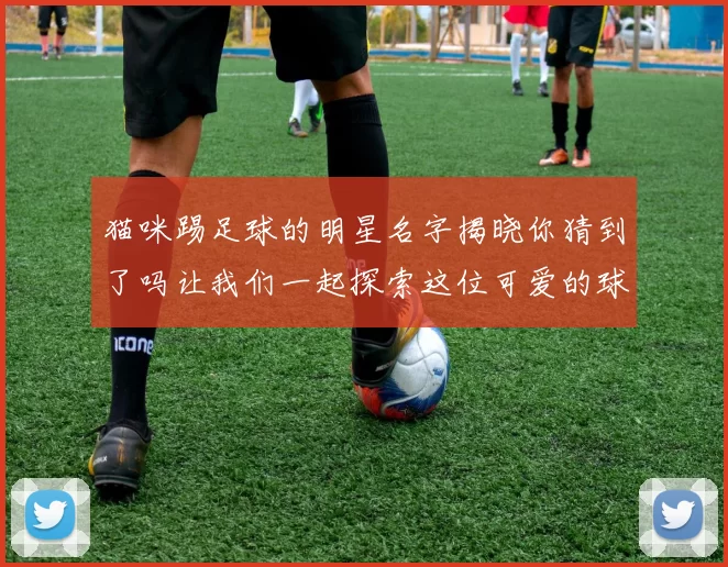 猫咪踢足球的明星名字揭晓你猜到了吗让我们一起探索这位可爱的球星